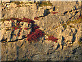 SD4972 : Cotoneaster on Warton Crag Quarry by Karl and Ali