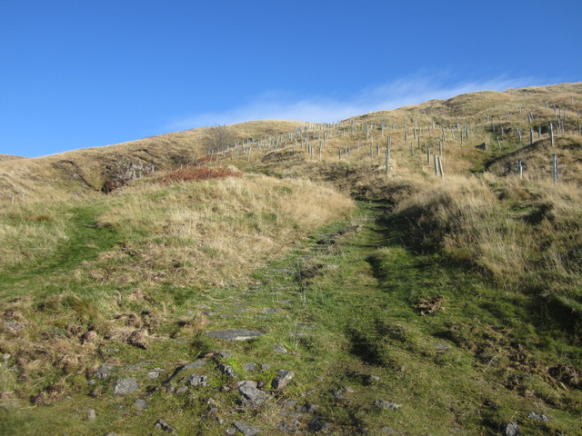 Area of newly planted trees above Watendlath