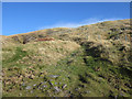 NY2716 : Area of newly planted trees above Watendlath by Graham Robson