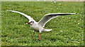 J4968 : Black-headed gull, Islandhill, Comber (1) by Albert Bridge