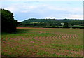 SP1256 : Sinuous patterns in the Maize Field by Nigel Mykura