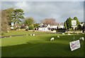 SS4789 : Sheep on Lower Green, Reynoldston by Humphrey Bolton