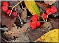 J3471 : Leaves and berries, Belfast by Albert Bridge