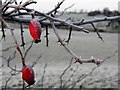 H3966 : Frosted rosehips, Glennan by Kenneth  Allen