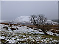 NT2164 : Windswept tree on Harbour Hill by Alan O'Dowd