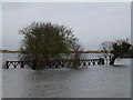 TF3902 : Where's the bridge? - The Nene Washes by Richard Humphrey