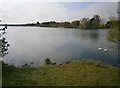 NO4450 : Swans On Forfar Loch by Stevan Hogg