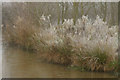 TQ3643 : Winter at the British Wildlife Centre, Newchapel, Surrey by Peter Trimming