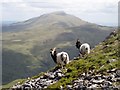  : Wild Goats On The Hillside by Rude Health 