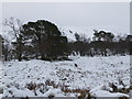 NN3328 : Scattered trees by the Gleann Auchreoch track by Alan O'Dowd