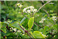 SY9876 : Clematis vitalba (old mans beard or travellers' joy) by Phil Champion