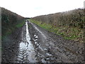 SY8496 : Bridle path on Bere Down by Nigel Mykura