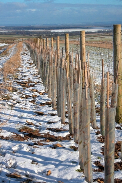 Newly Planted Hedge