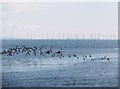 NX8853 : Spot the canoeists amongst the oyster catchers! by Ann Cook