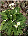 SX9065 : Primrose, Stantaway Hill by Derek Harper