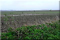 SZ3787 : Farmland near Tapnell Farm by Graham Horn