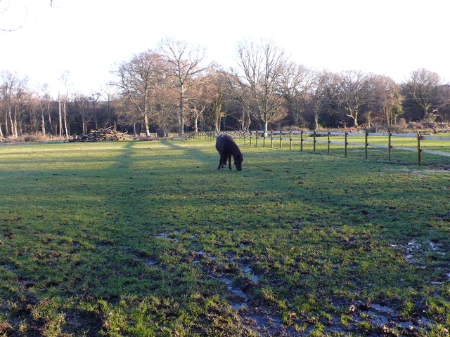 Horse Paddocks at Baylea Farm