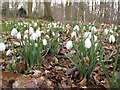 SE7170 : Snowdrops and leaf litter by Pauline E