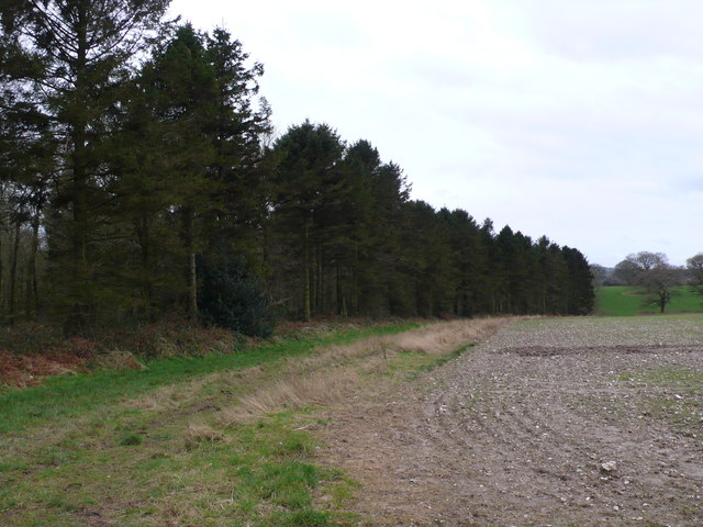 Woods on Bonsley Common