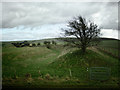 SU0565 : The Wansdyke looking East by Gillie Rhodes