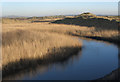 SS7783 : Reeds by the Afon Cynffig by eswales