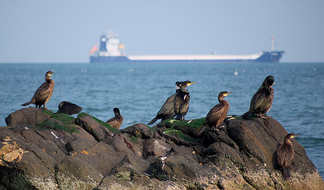 Birds, Helen's Bay