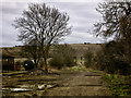 SU1658 : Track past Green Drove Farm buildings by Gillie Rhodes