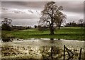 SU2763 : Tree in flooded field by Gillie Rhodes