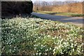 SJ3459 : Snowdrops at Honkley by Jeff Buck