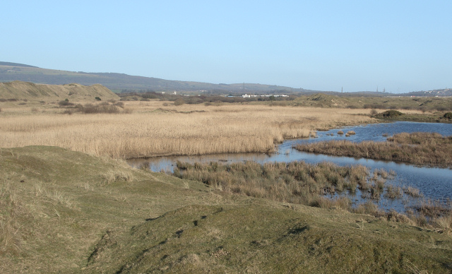 Reedbed by the Afon Cynffig