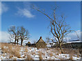 NT4727 : The ruined cottage at Hainingrig by Walter Baxter