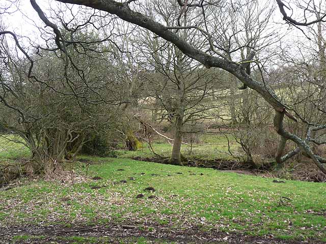 Hedleyhope Burn