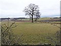  : Lone tree above the valley of the Hedleyhope Burn by Oliver Dixon