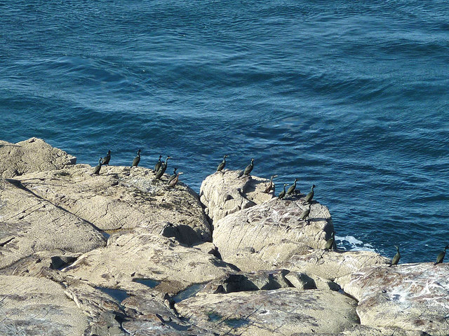 Shags at Caliach Point