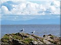 NX8853 : Seagulls on the rocks by Ann Cook