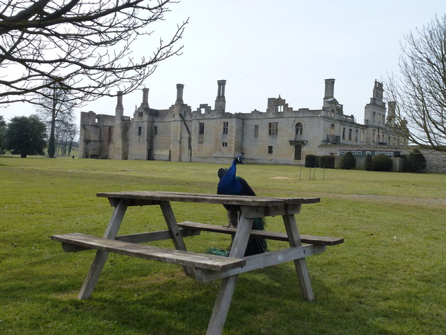 Picnicking peacock at Kirby Hall, Northamptonshire