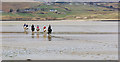 C0137 : Horses, Dunfanaghy by Rossographer