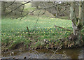 SE6696 : Wild daffodils beside the Dove by Pauline E