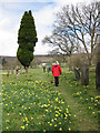 SE6797 : A path through the daffs by Pauline E