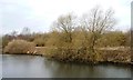 SJ6587 : Canalside trees, east of Thelwall Ferry by Christine Johnstone