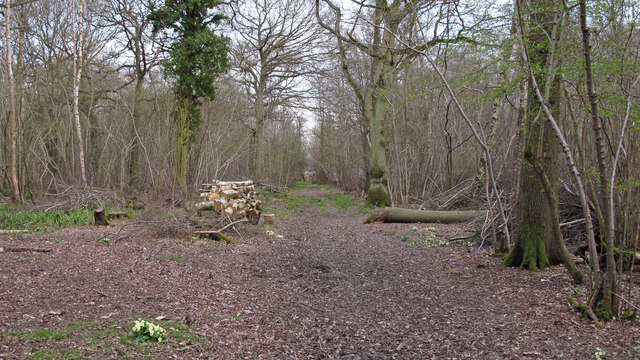 Cut logs in Broadfield Wood, Brookes Reserve