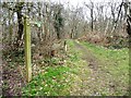 SJ8148 : Waymarked Woodland Trail, Watermills Wood by Christine Johnstone