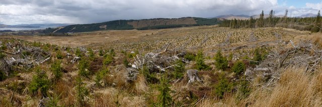 Cleared woodland