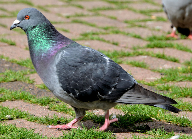 Feral pigeons, Belfast (2013-2)