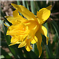 NJ7254 : Wild Daffodil? by Anne Burgess