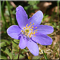 NH9857 : Wood Anemone (Anemone nemorosa) by Anne Burgess