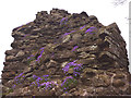 NY7802 : Aubretia on Pendragon Castle by Karl and Ali