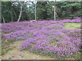 SZ0187 : Heather on Brownsea by Nigel Mykura