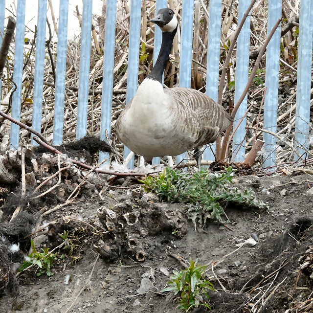 Nesting Canada Goose