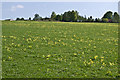 TQ1754 : Cowslips, Cherkley Court by Ian Capper